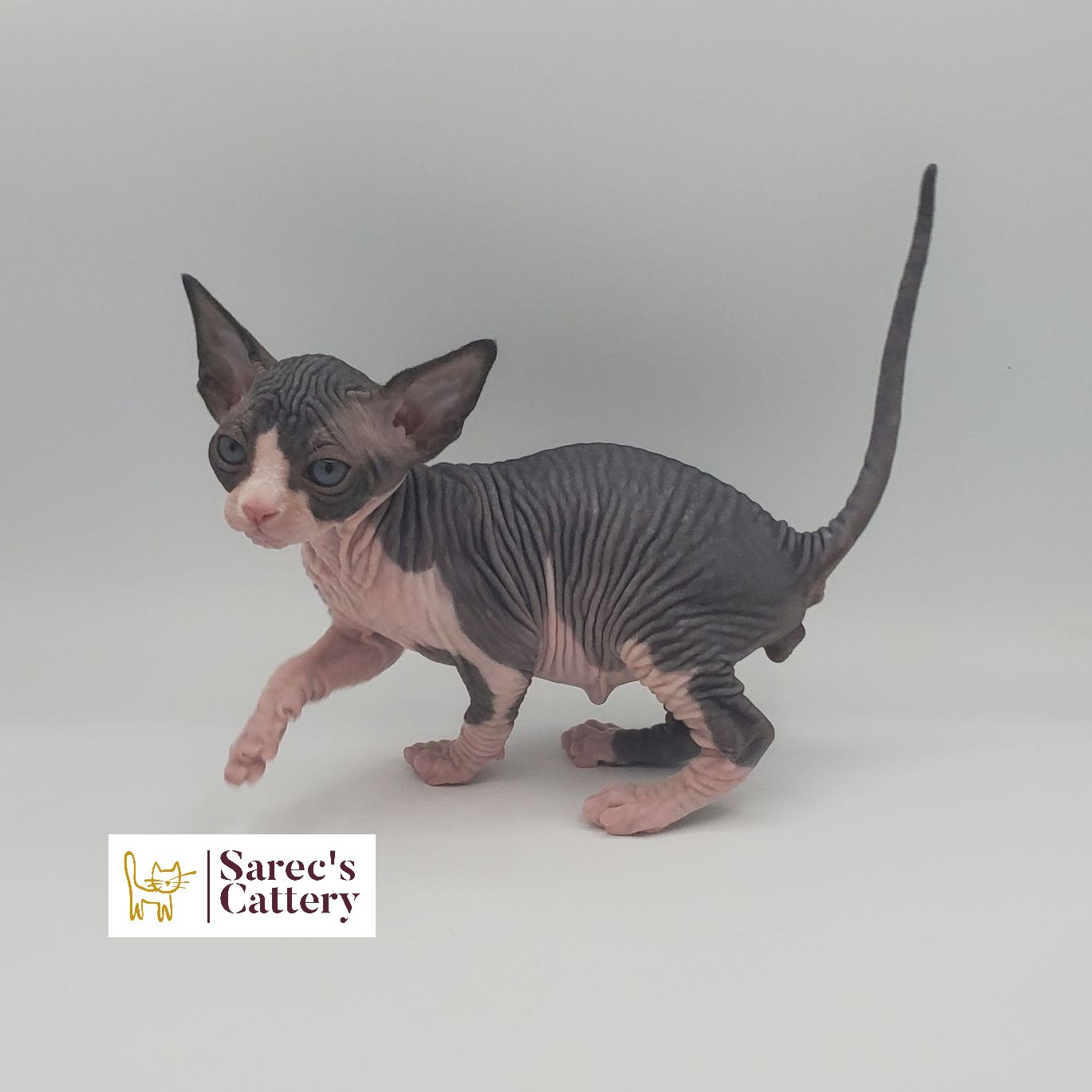 male bi-color Sphynx kitten walking