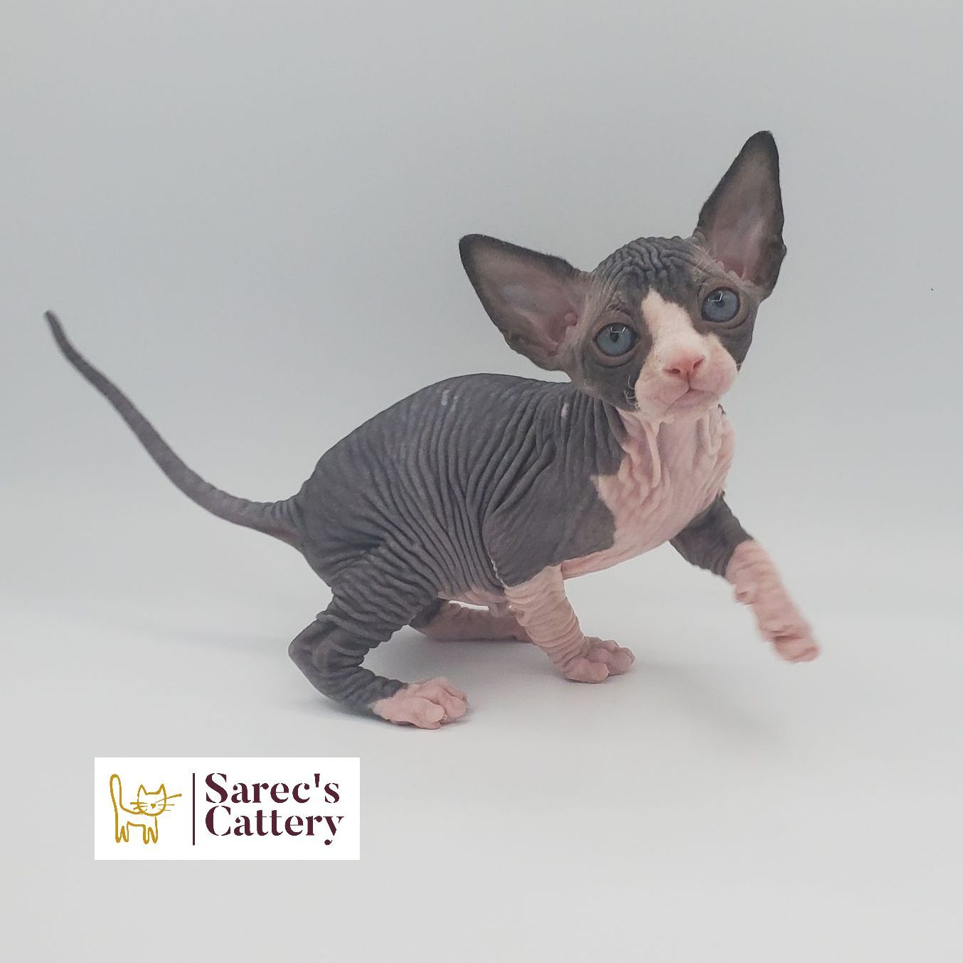 male bi-color Sphynx kitten turning around