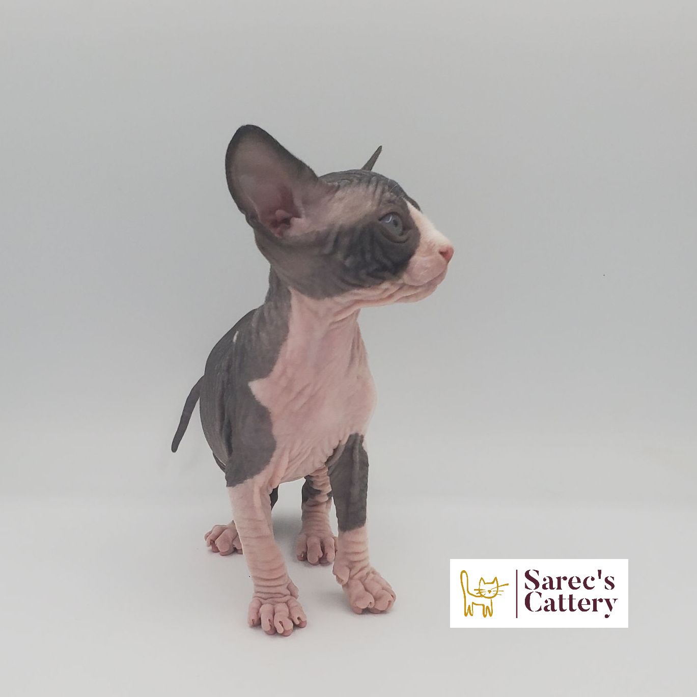 male bi-color Sphynx kitten looking right