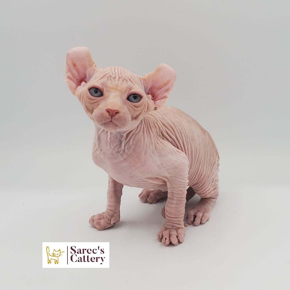 Male white elf-eared Sphynx kitten sitting with tail tucked