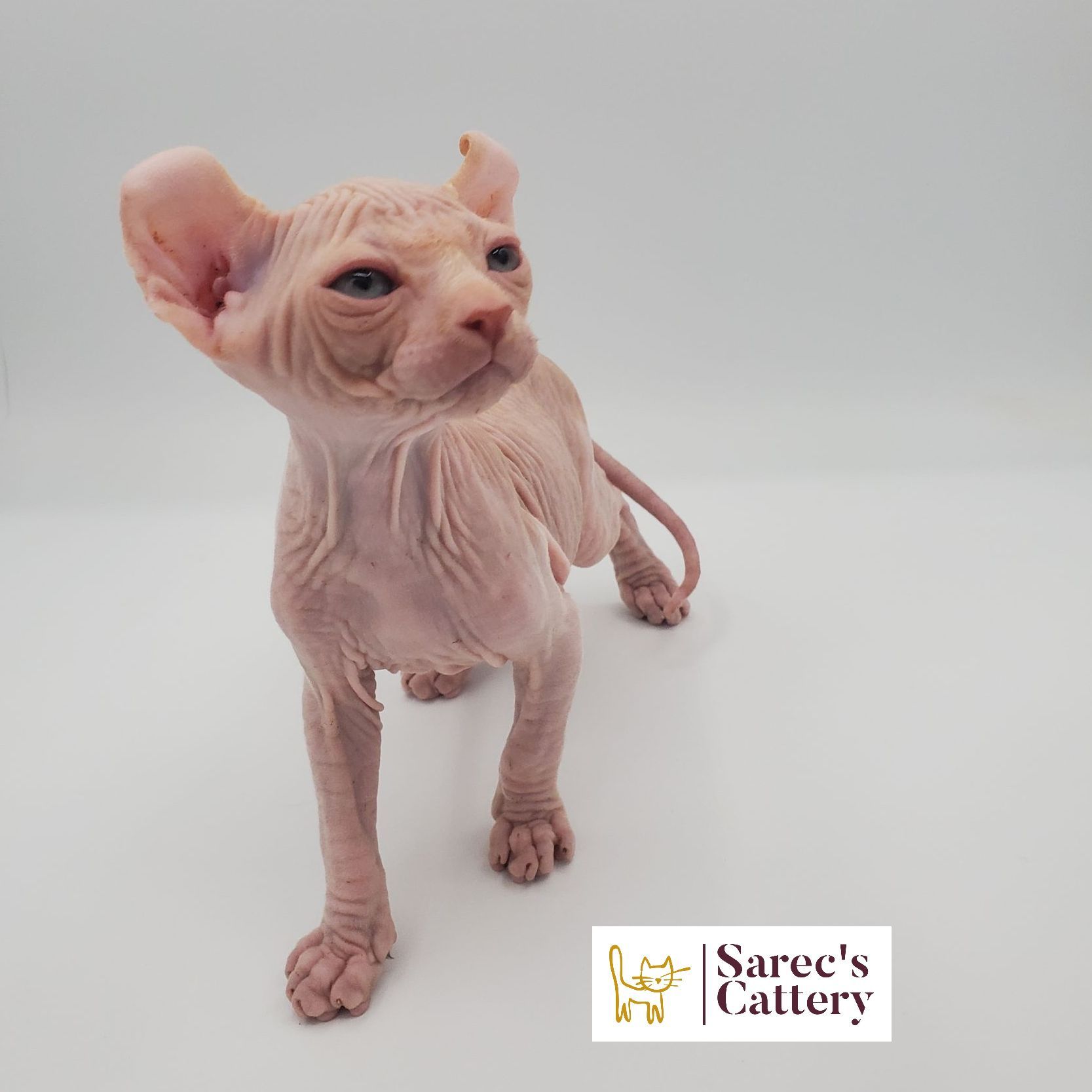 Male white elf-eared Sphynx kitten standing looking to right