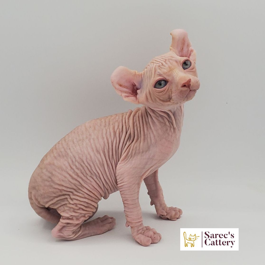 Male white elf-eared Sphynx kitten sitting with head tilted