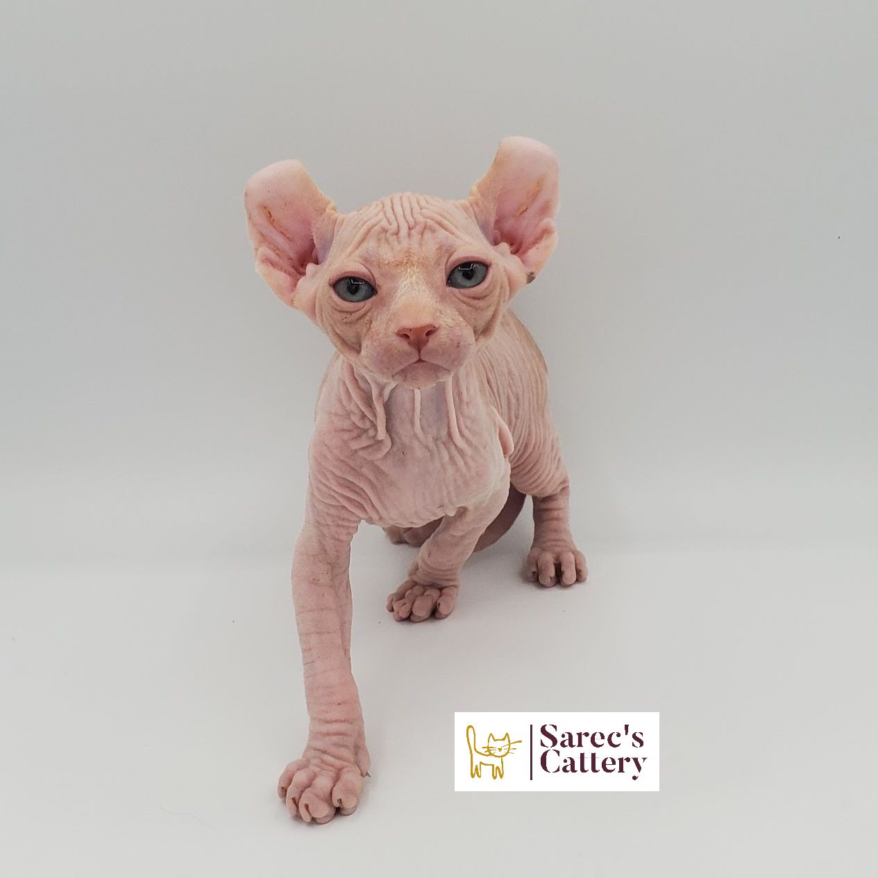 Male white elf-eared Sphynx kitten walking forward