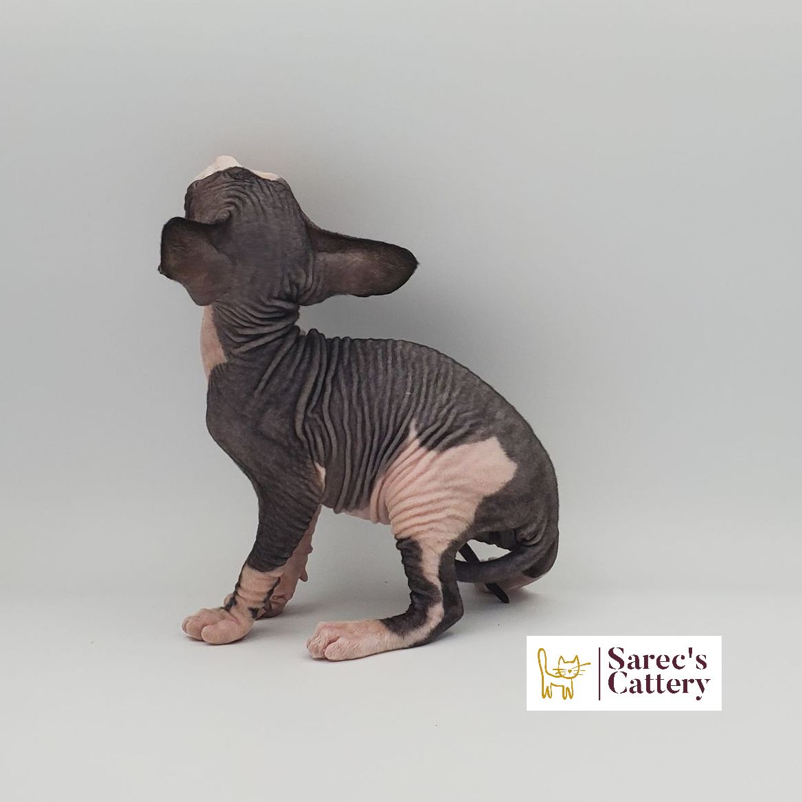 Male bi-color Sphynx kitten sitting from behind