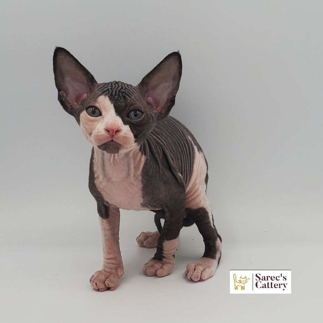 Male bi-color Sphynx kitten standing with bent paw.