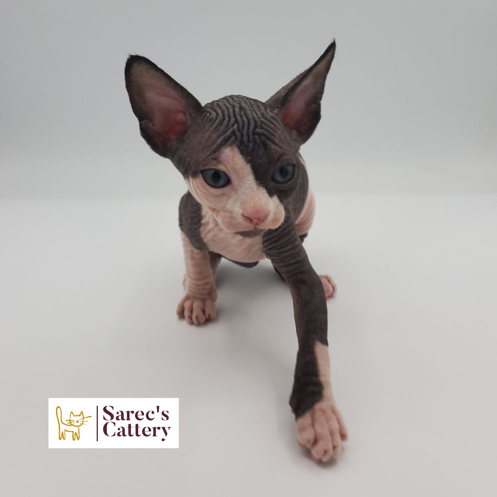 Male bi-color Sphynx kitten walking forward
