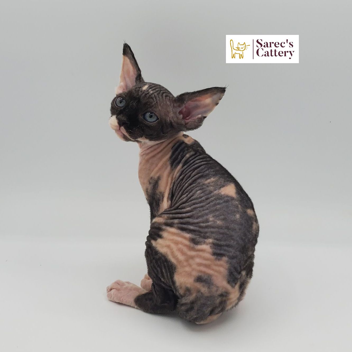 Female bi-color Sphynx kitten sitting and looking back