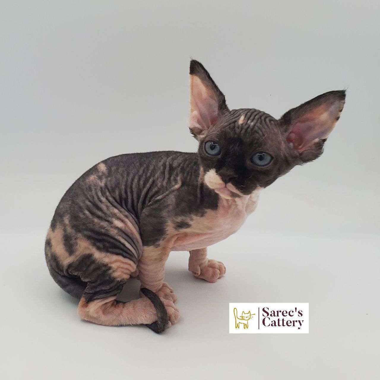 Female bi-color Sphynx kitten sitting and looking to the side