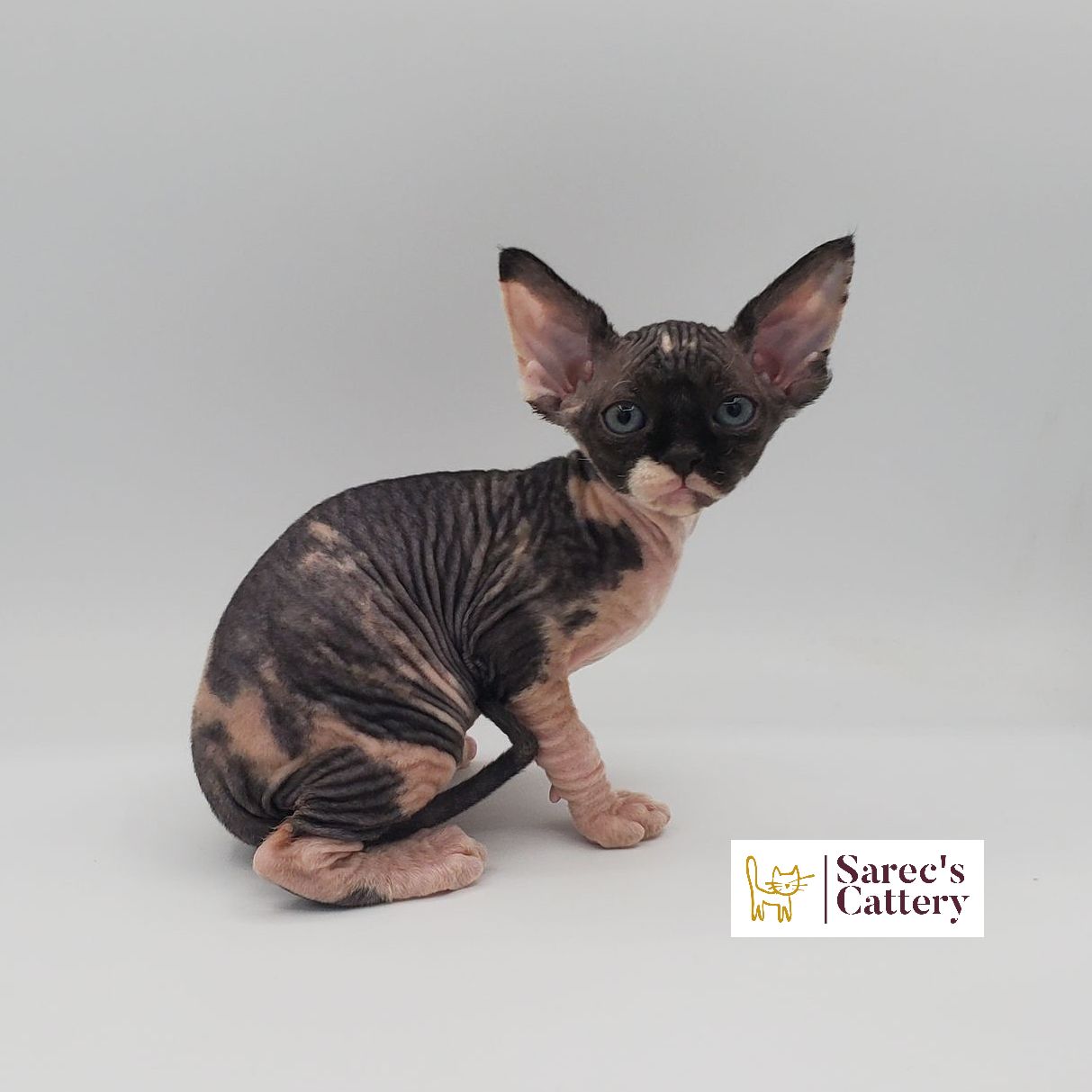 Female bi-color Sphynx kitten sitting looking forward