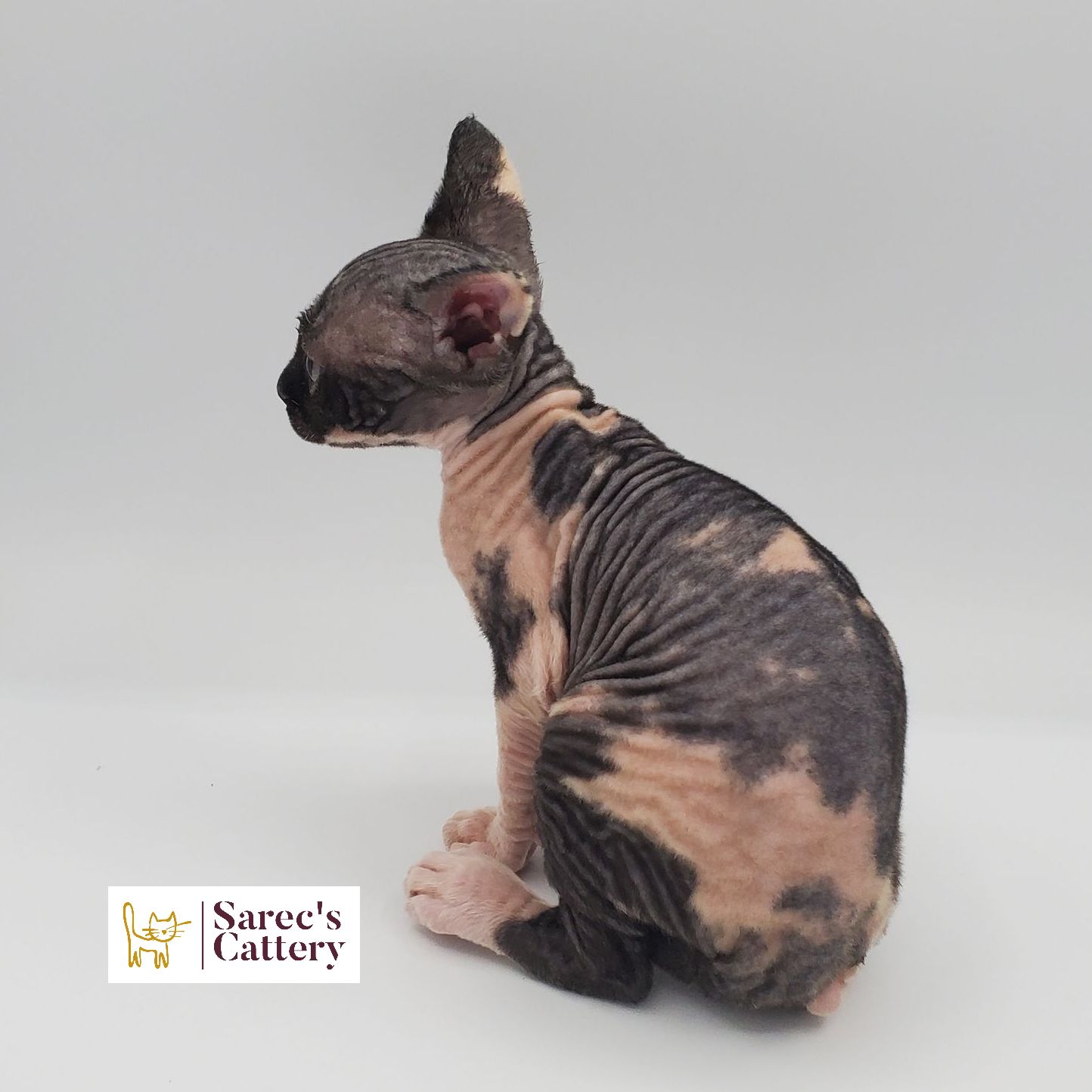 Female bi-color Sphynx kitten sitting from the side