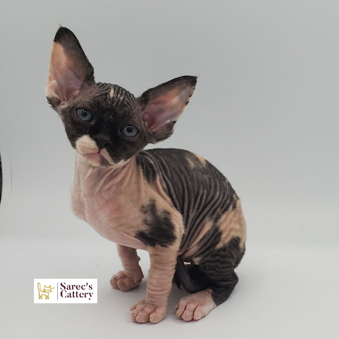 Female bi-color Sphynx kitten sitting with head tilt
