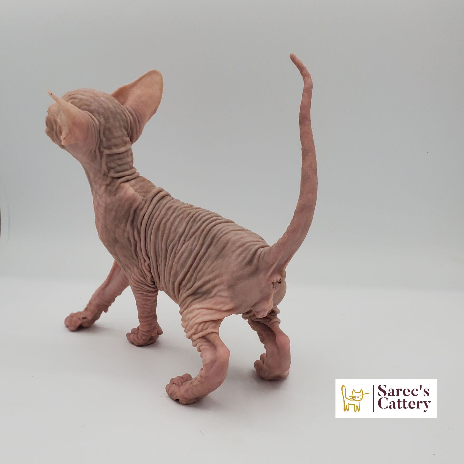 Male white Sphynx kitten from the back side
