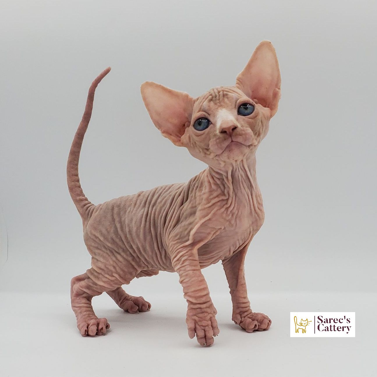 Male white Sphynx kitten up close