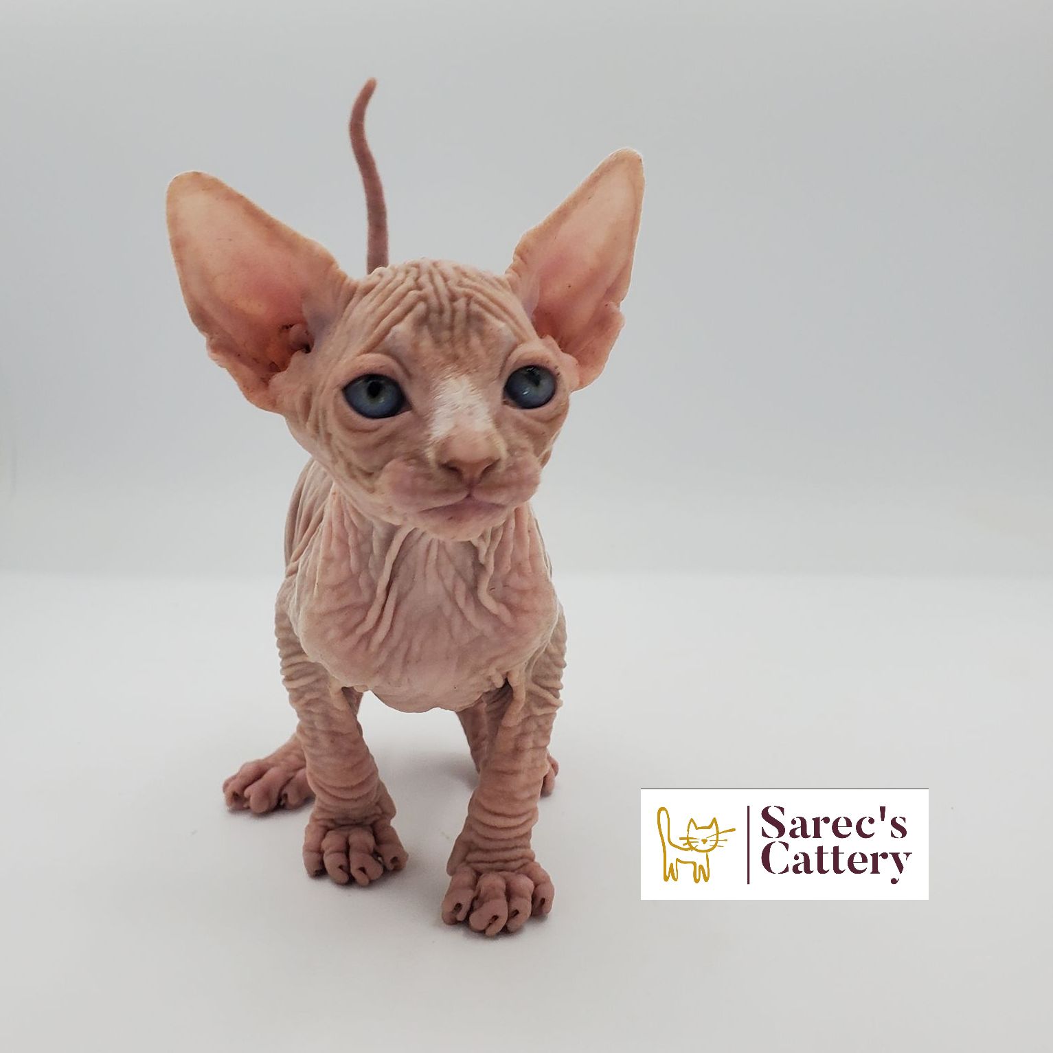 Male white Sphynx kitten standing looking forward