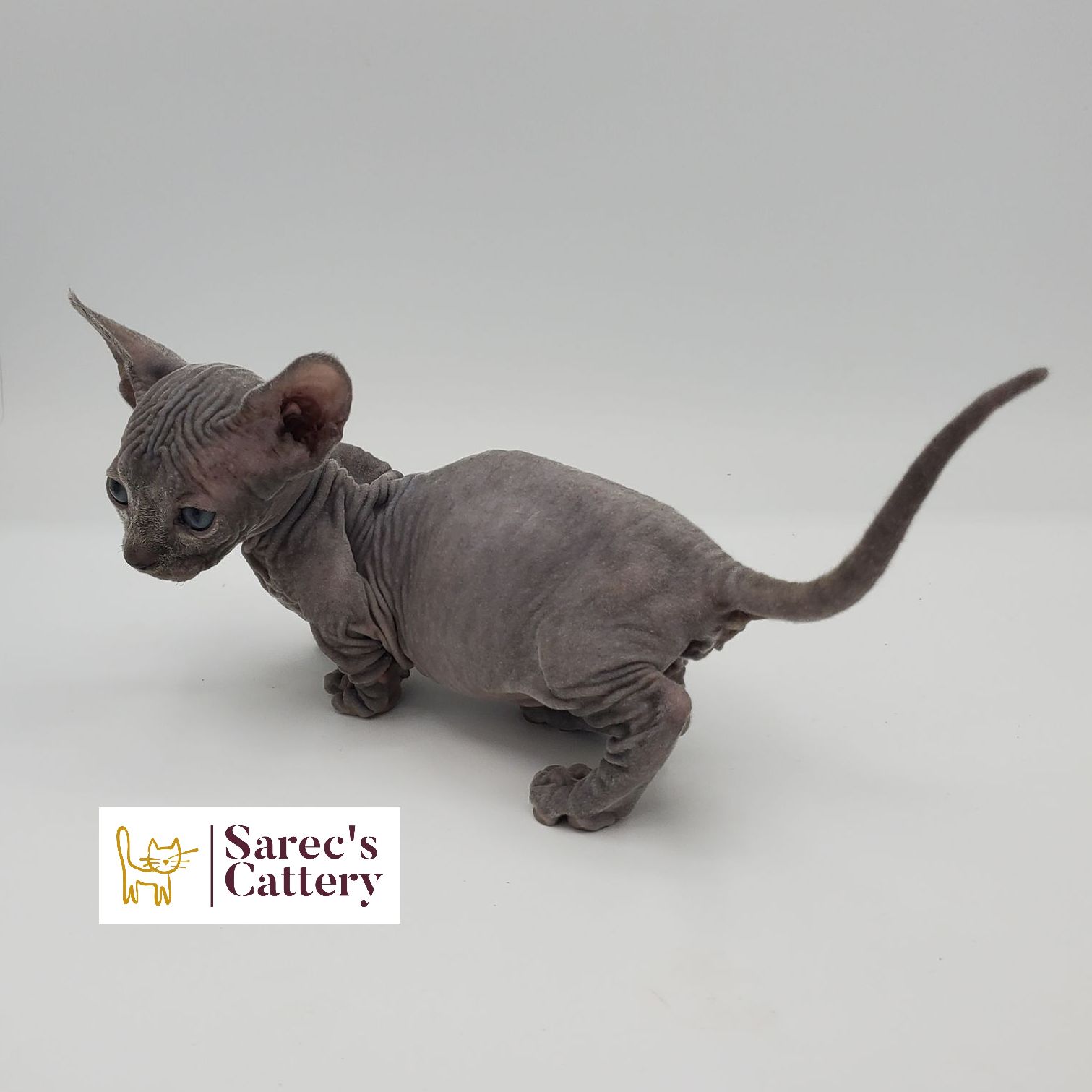 Female Bambino Sphynx Munchkin kitten from the top side