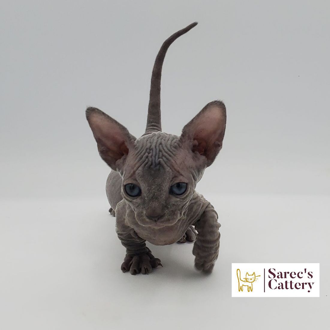 Female Bambino Sphynx Munchkin kitten walking forward