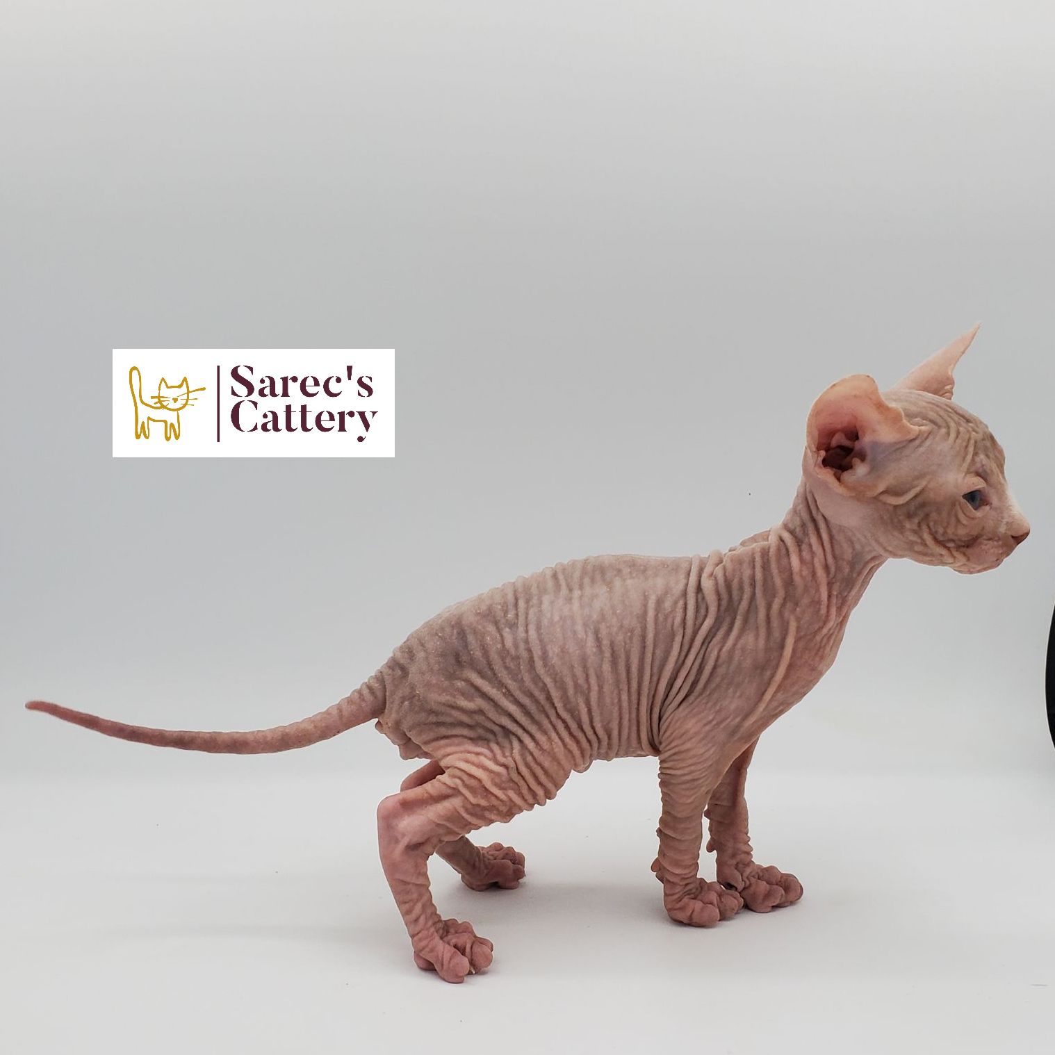 Male white Sphynx kitten side view with tail out