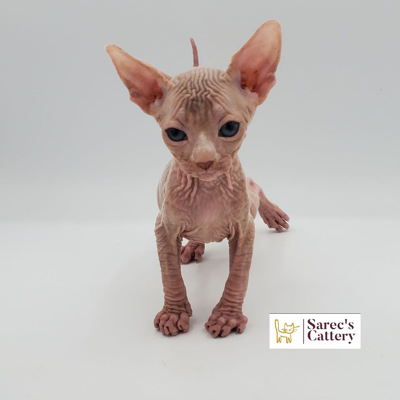 Male white Sphynx kitten with ears perked close up