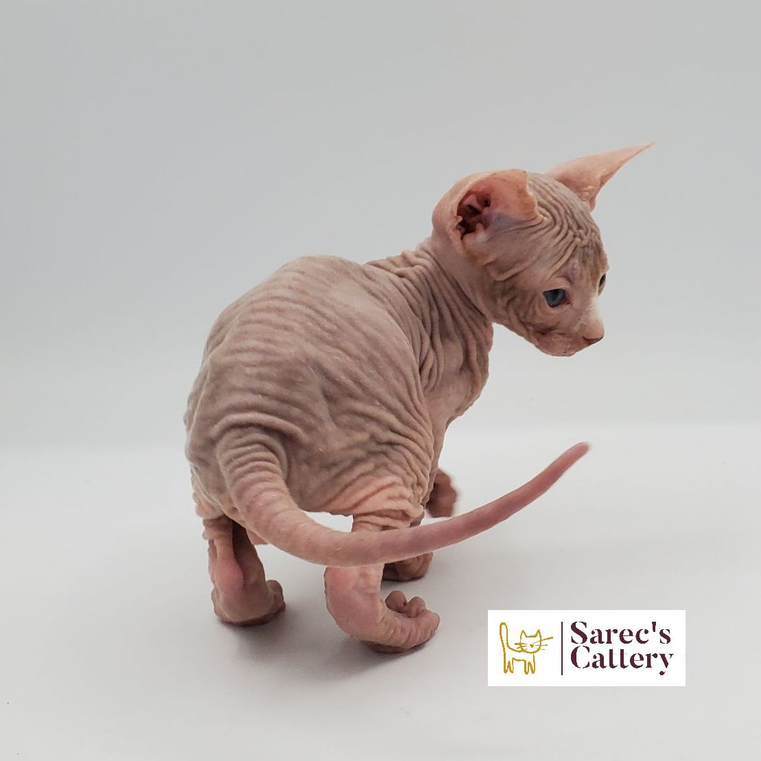 Male white Sphynx kitten from the back and right side looking down