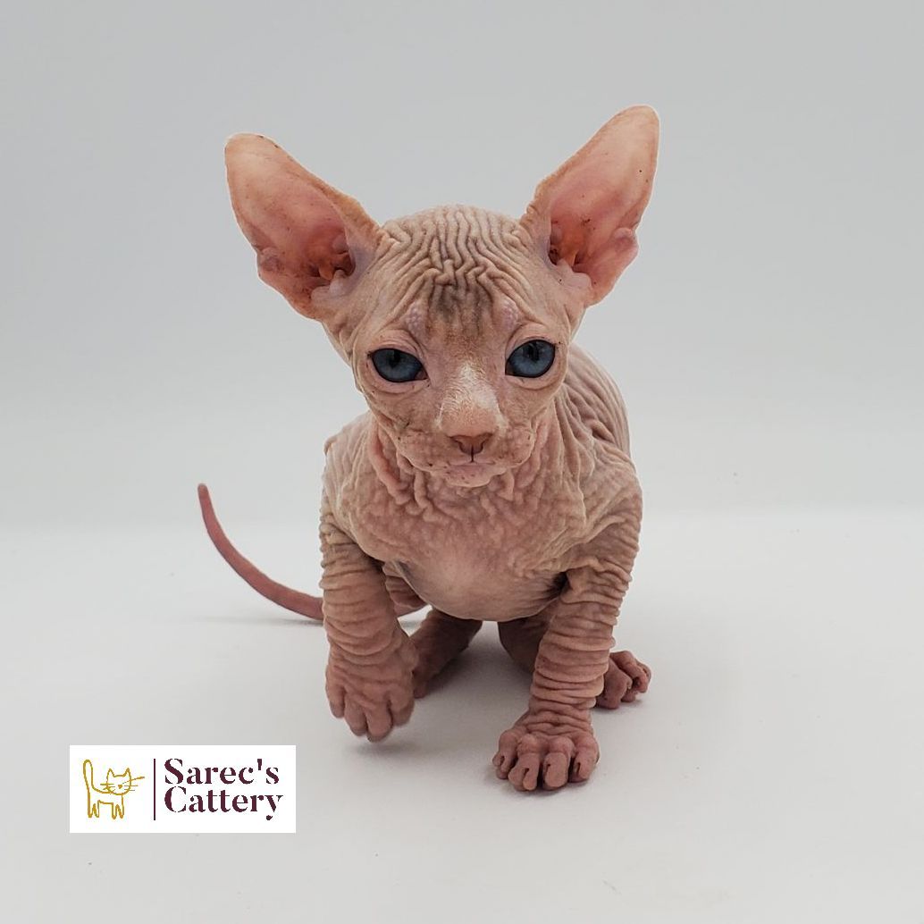 Male white Sphynx kitten sitting with left paw up