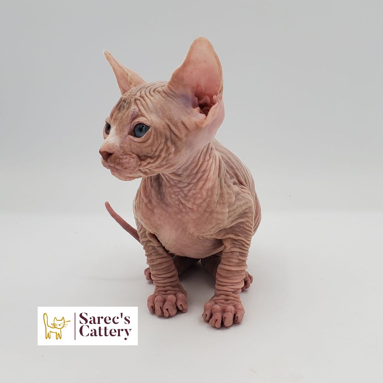 Male white Sphynx kitten sitting with tail poking out