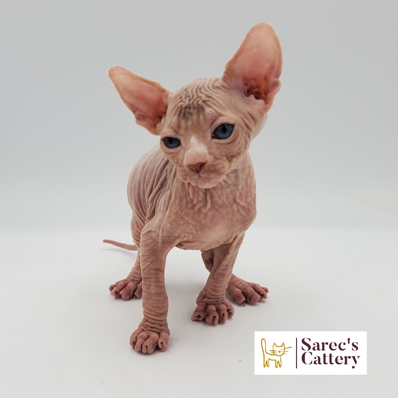 Male white Sphynx kitten standing looking to the side and down