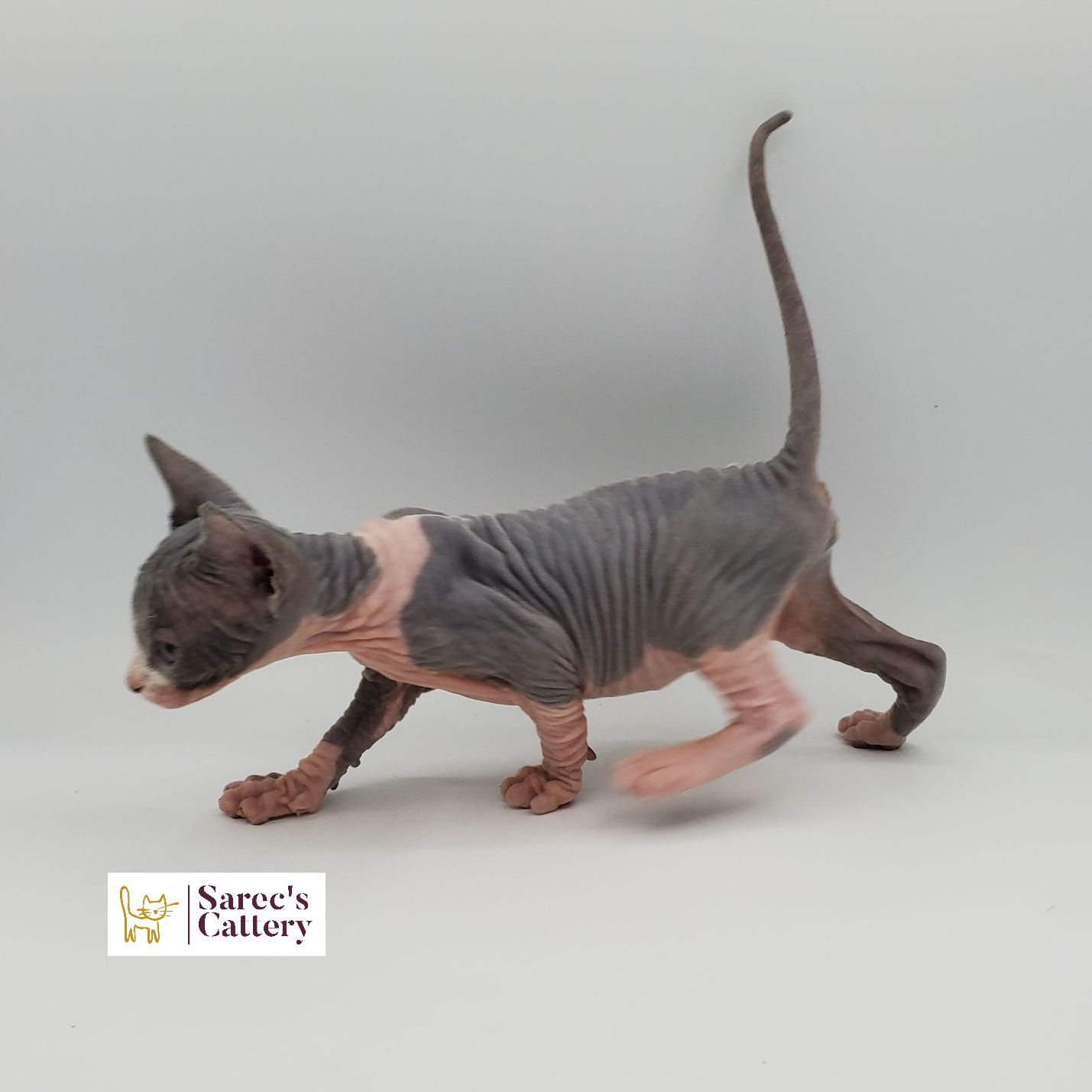 Female bi-color Sphynx kitten from the side walking