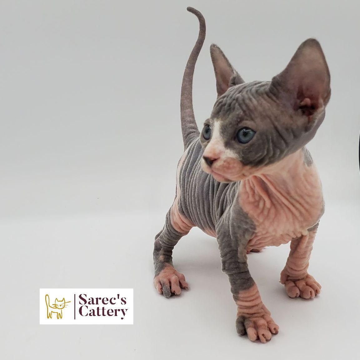 Female bi-color Sphynx kitten up close