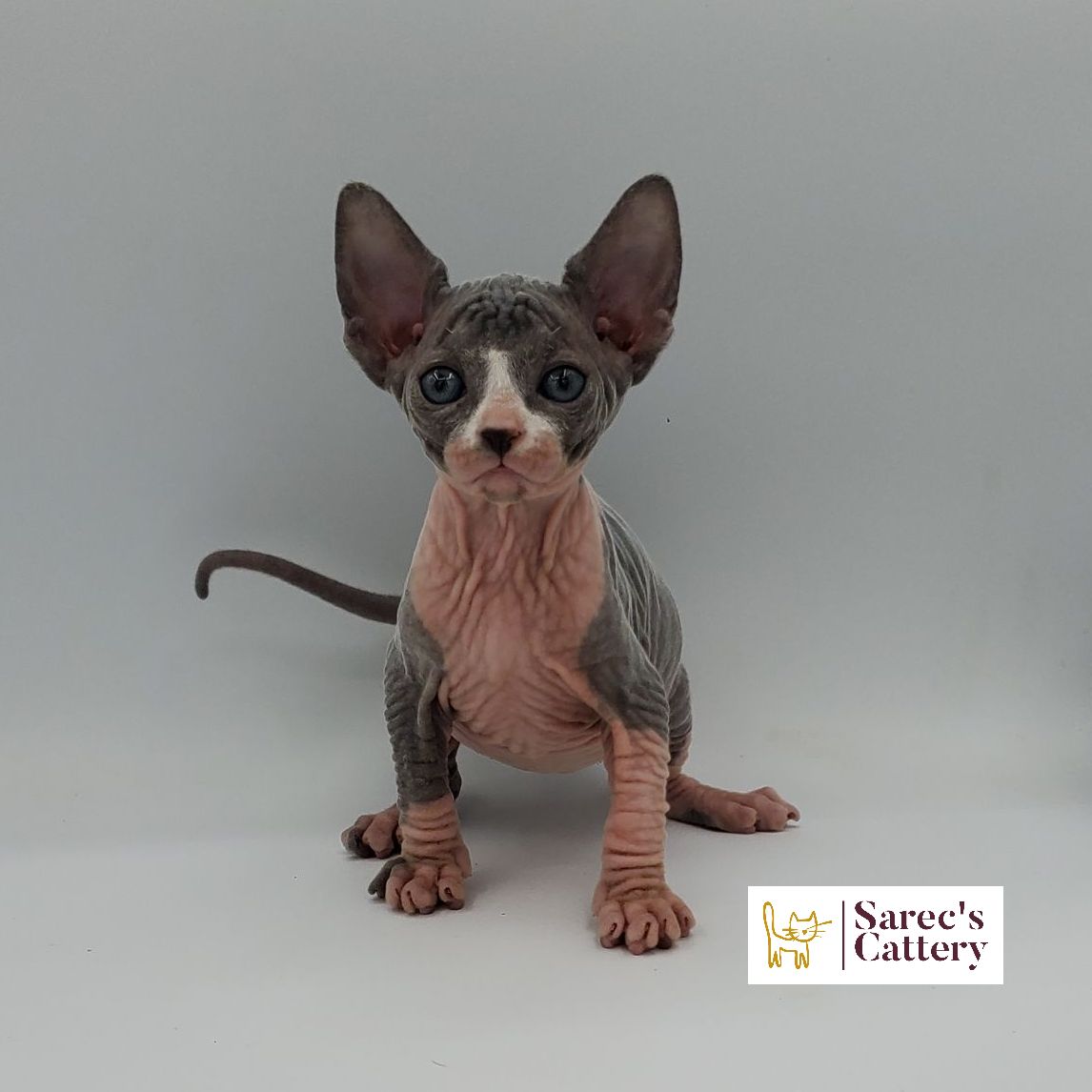 Female bi-color Sphynx kitten sitting