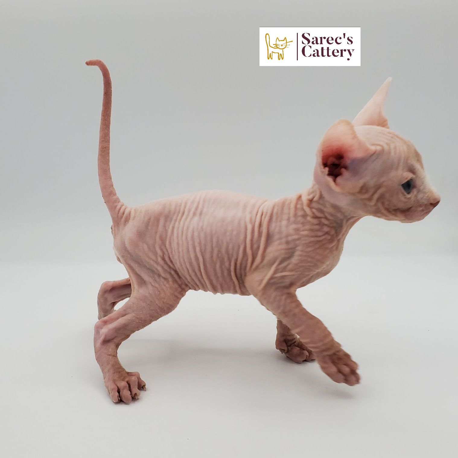 Sphynx kitten standing with tail in the air