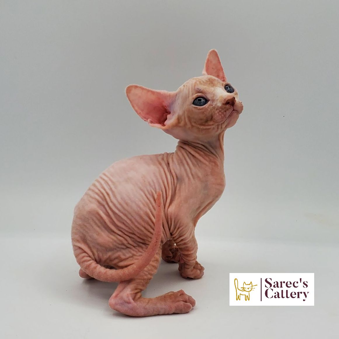 Male white Sphynx kitten sitting to the side with tail curled
