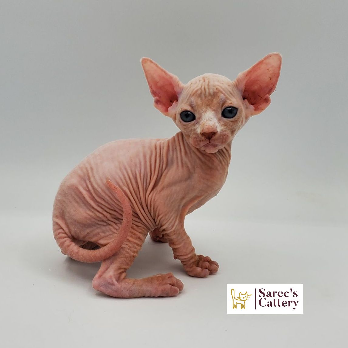Male white Sphynx kitten sitting with tail curled