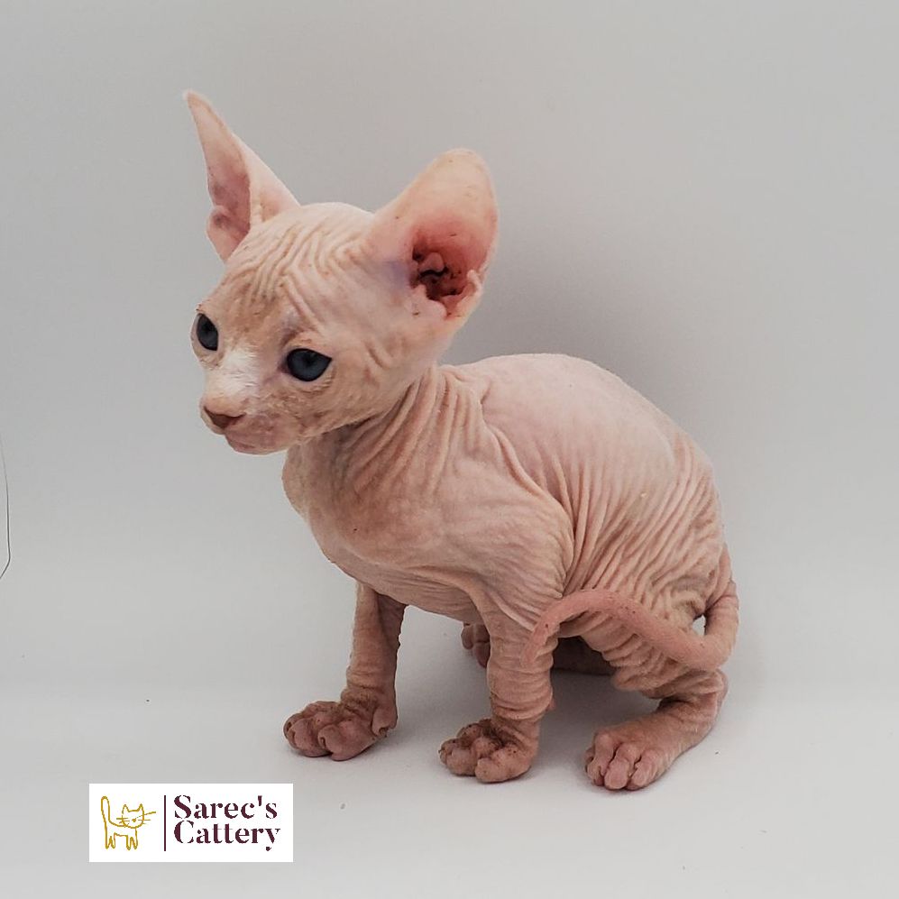 Male white Sphynx kitten sitting looking away