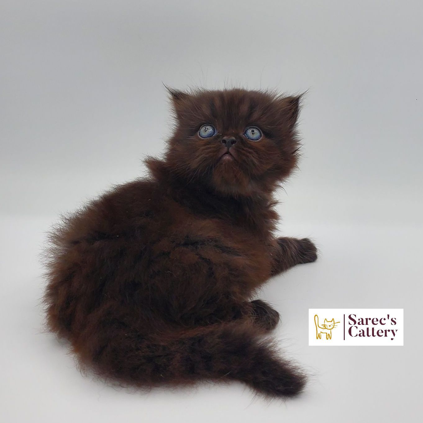black Persian male kitten 4