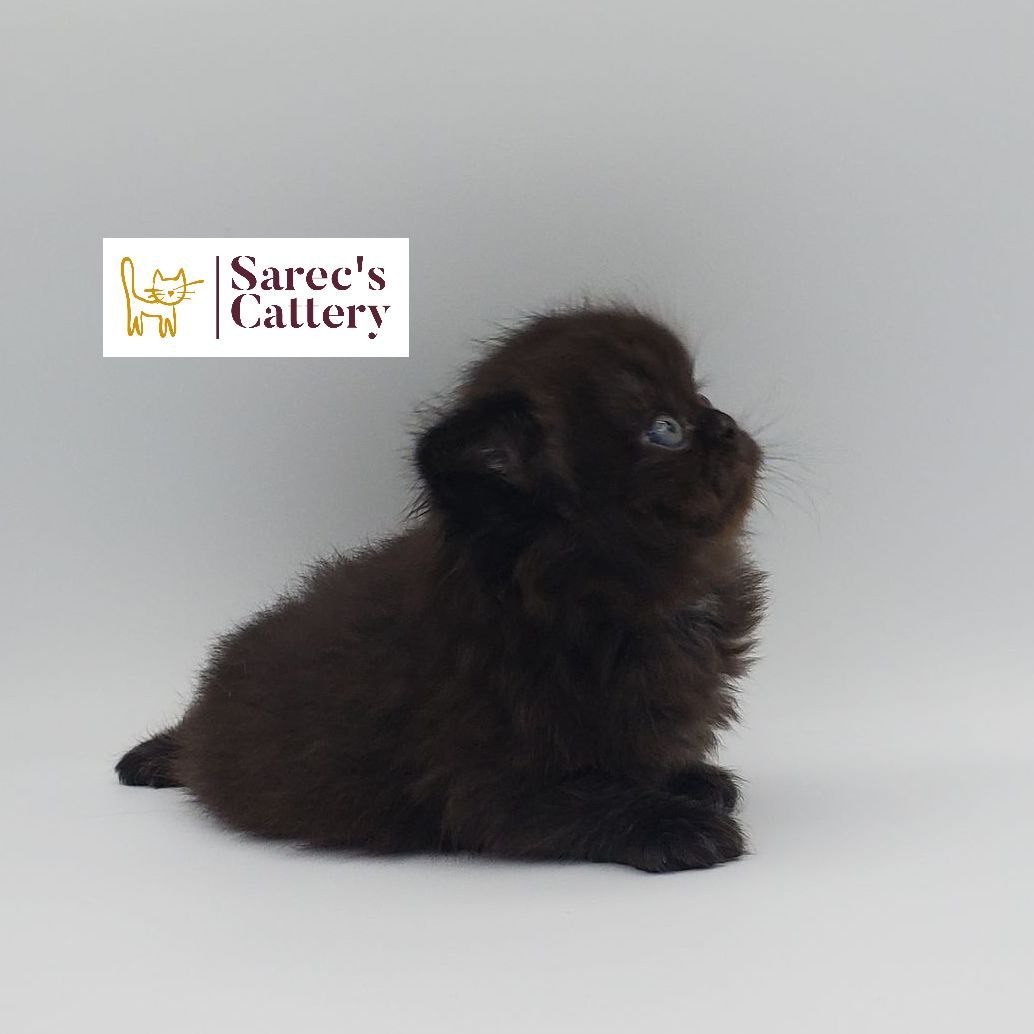 black Persian male kitten 6