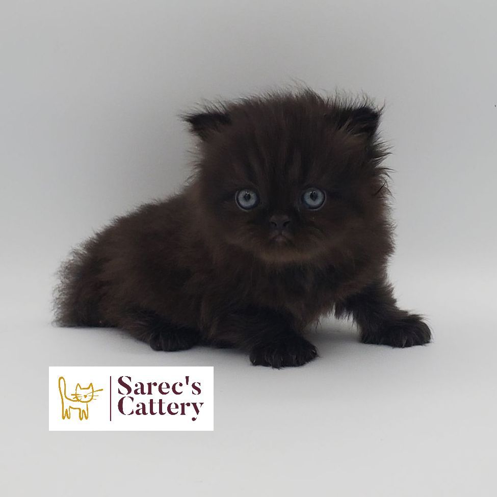black Persian male kitten 1