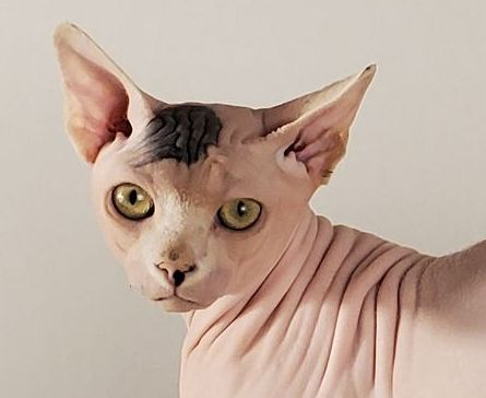 Bi color spotted male Sphynx close up of face