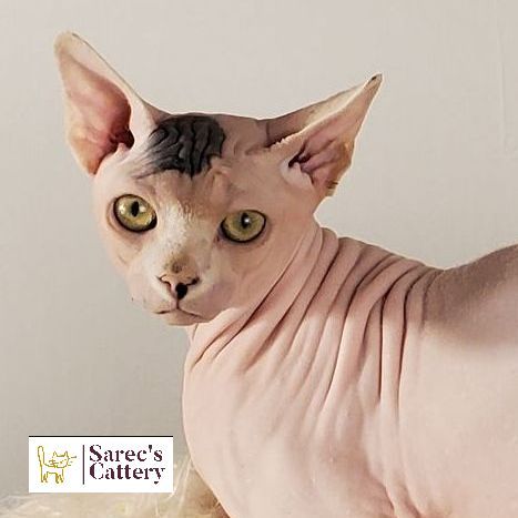 Bi-color Sphynx male named Beret close up