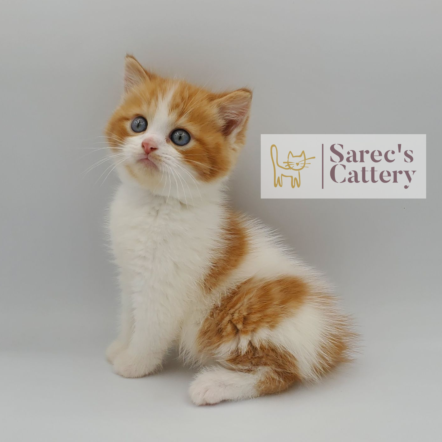 Male Kinkalow x Persian kitten orange and white