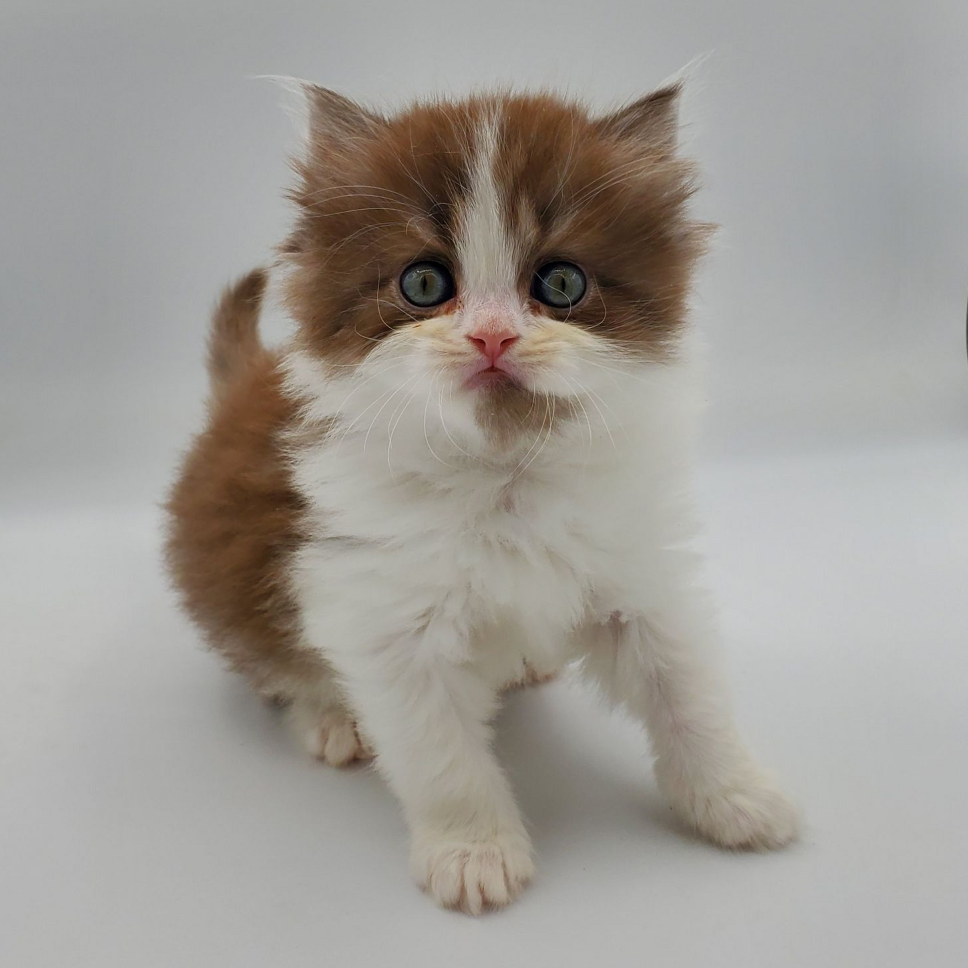 Chocolate with white Persian kitten looking straight ahead