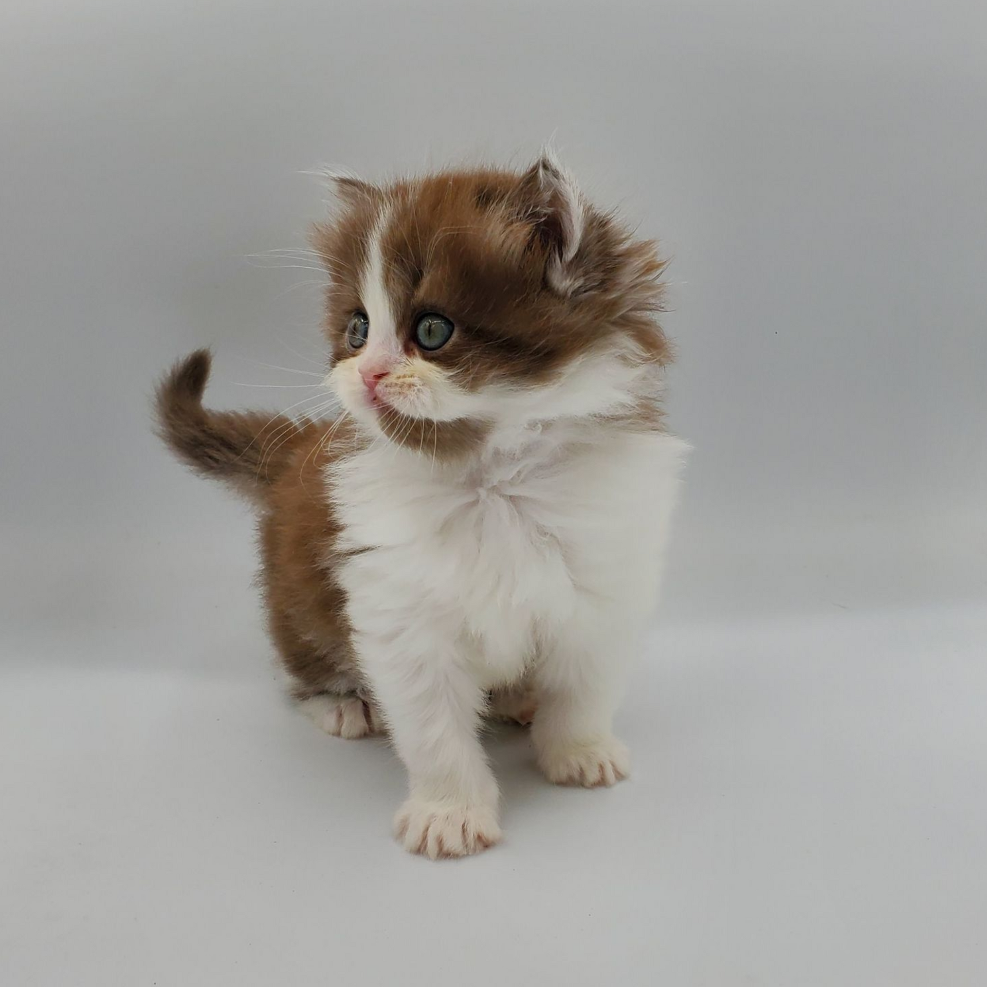 Chocolate with white Persian kitten looking left with a smile