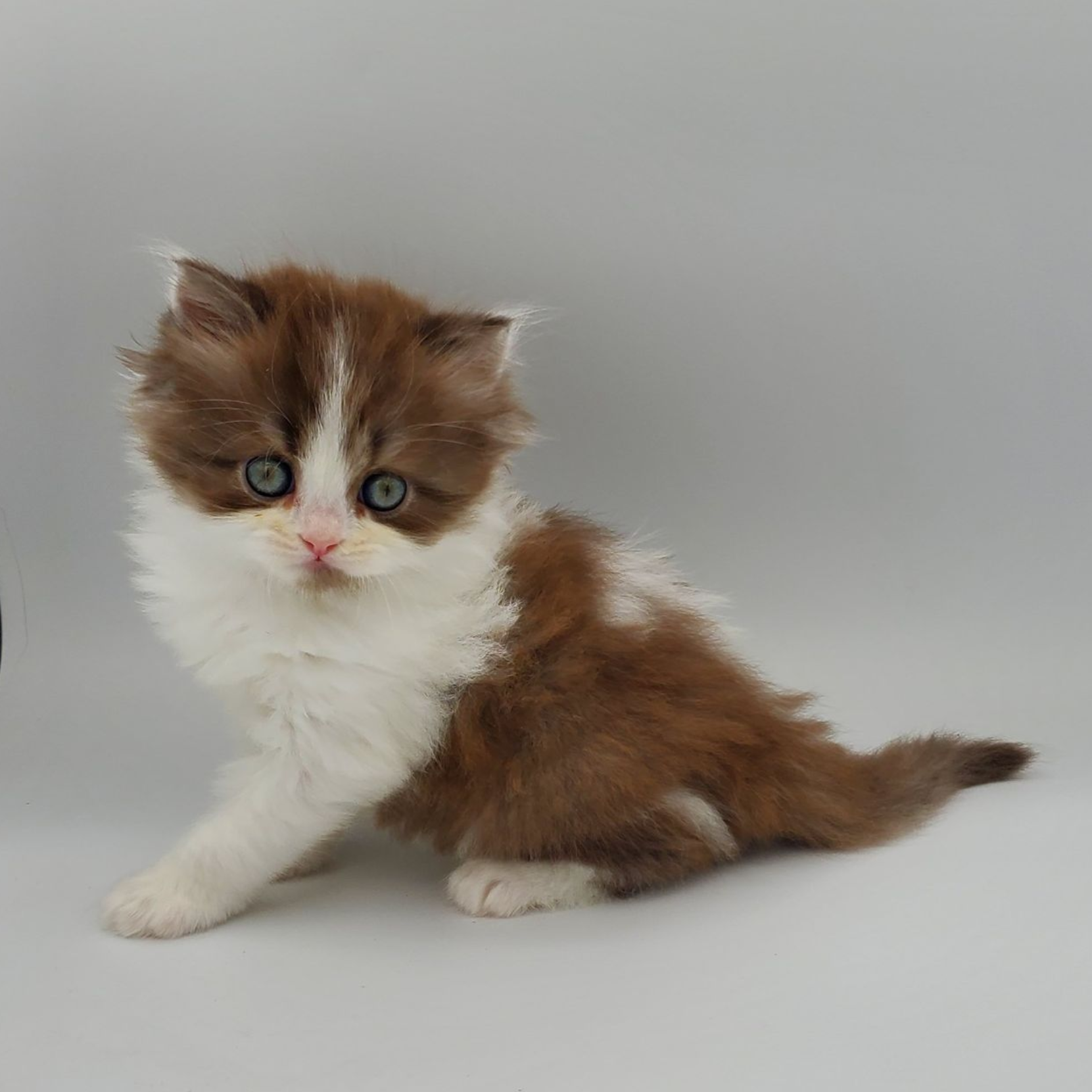 Chocolate with white Persian kitten looking straight