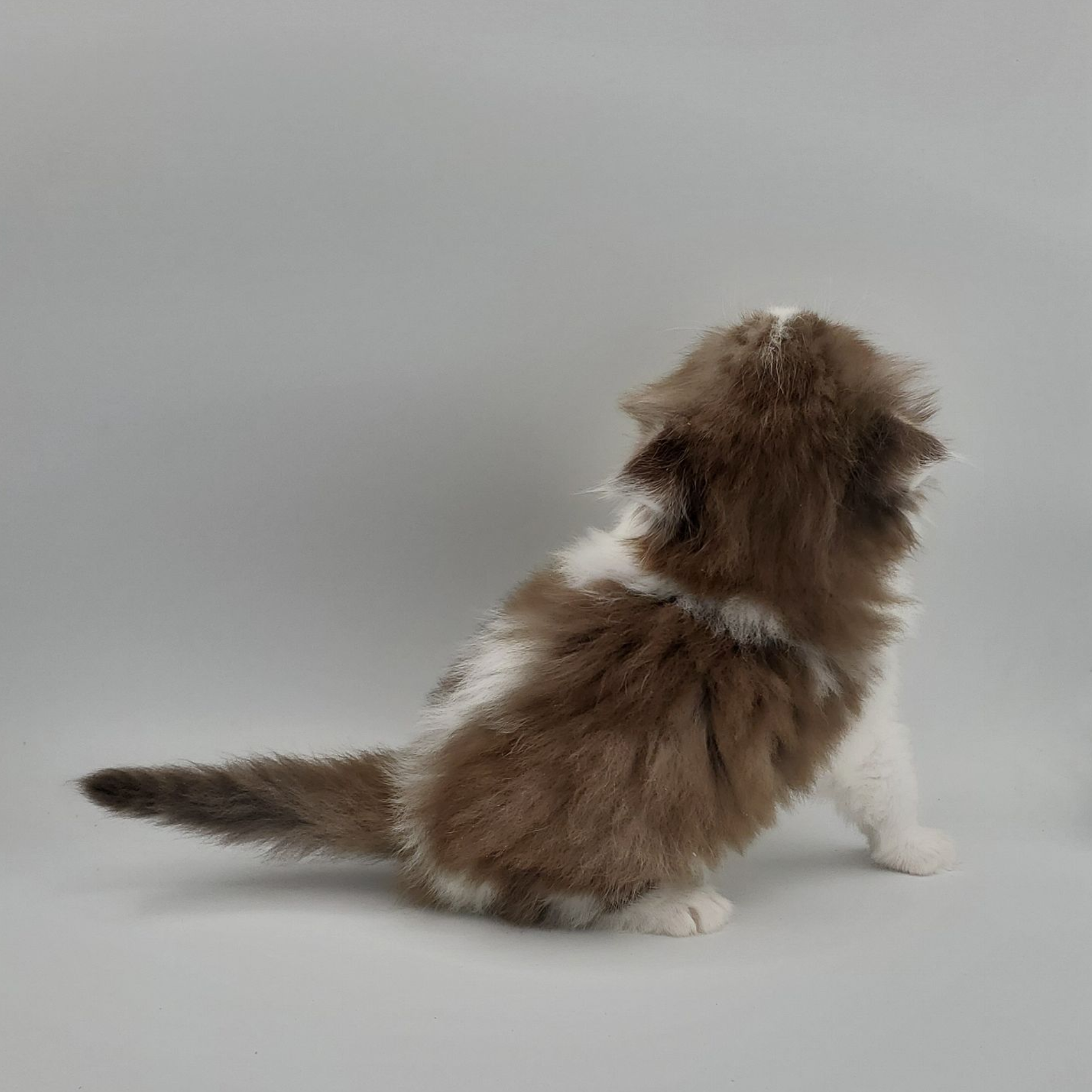 Chocolate with white Persian kitten from the back