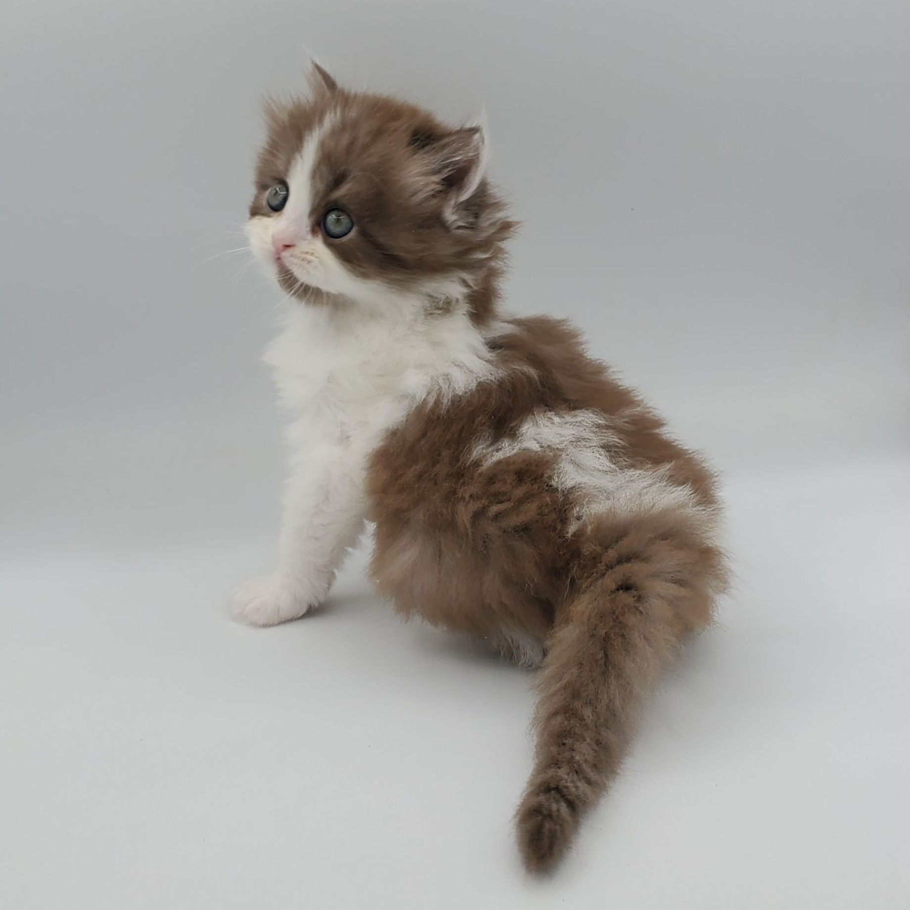 Chocolate with white Persian kitten