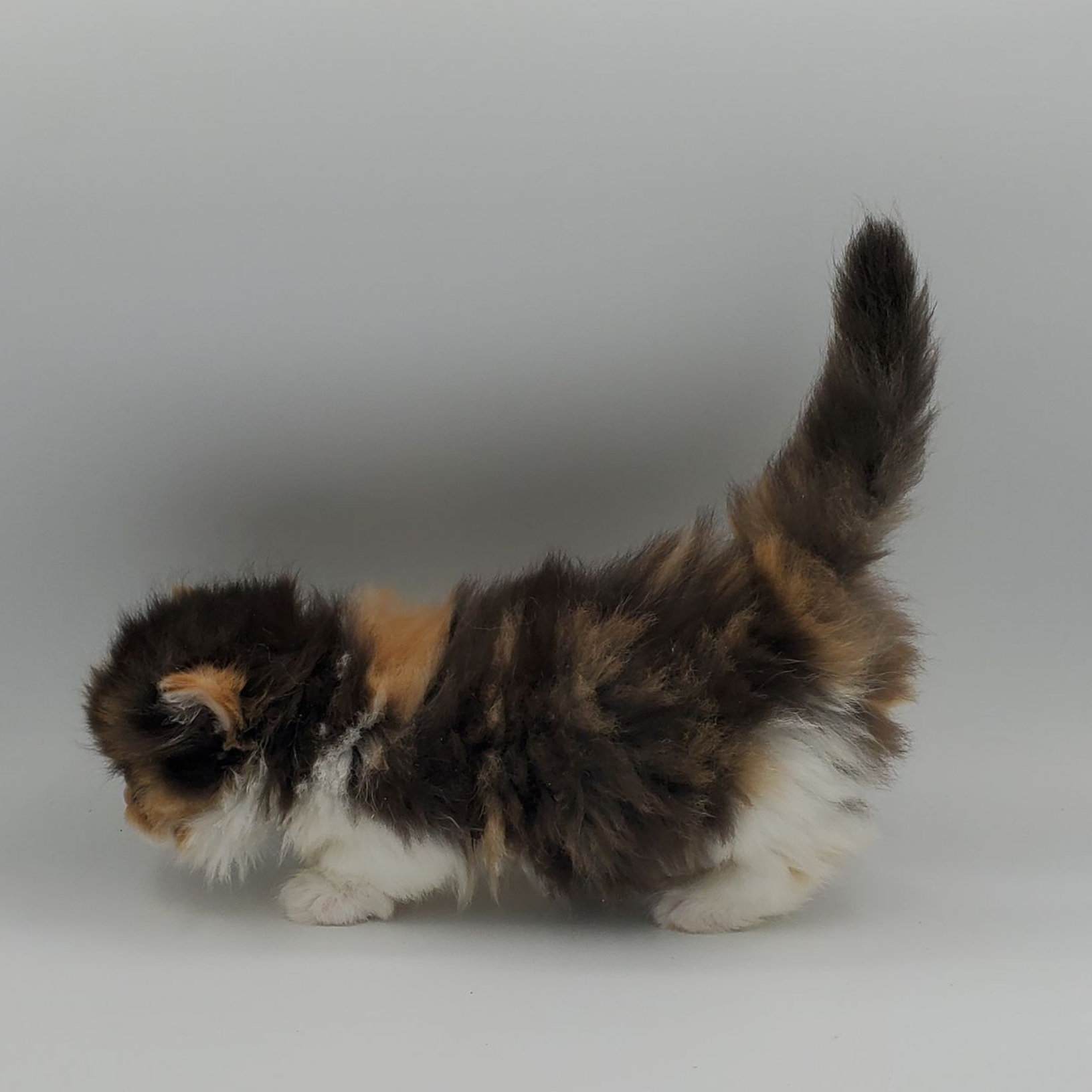 Calico Minuet Kitten walking