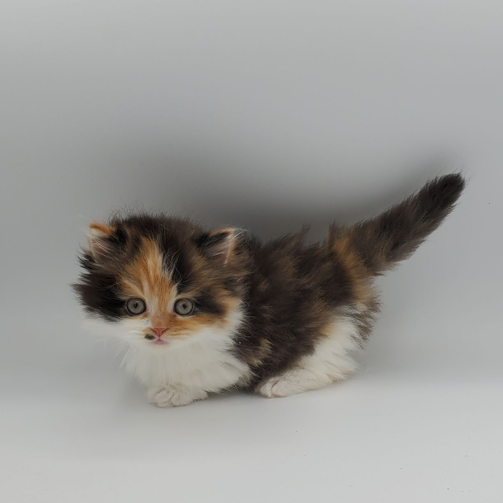 Calico Minuet Kitten looking straight