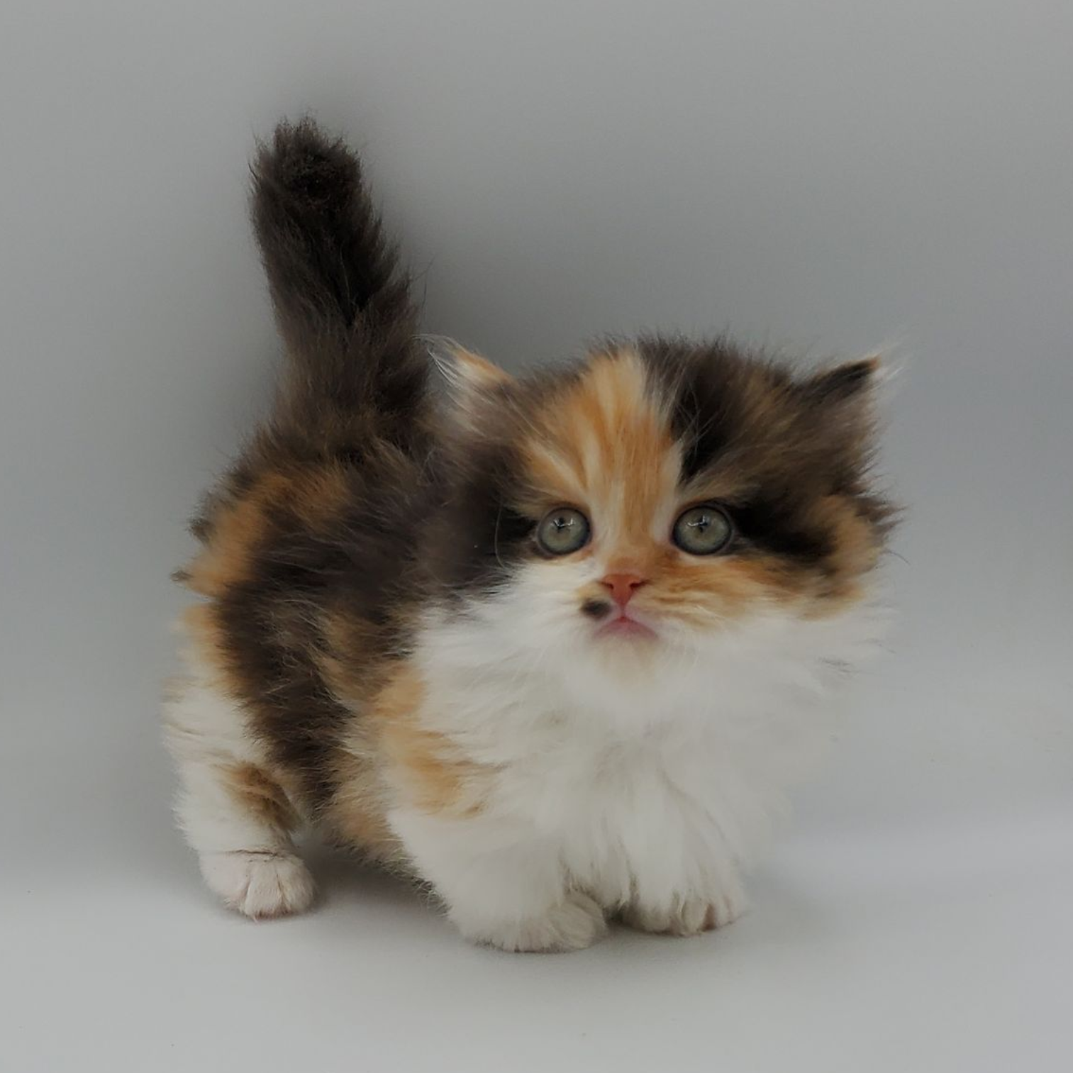 Calico Minuet Kitten looking up