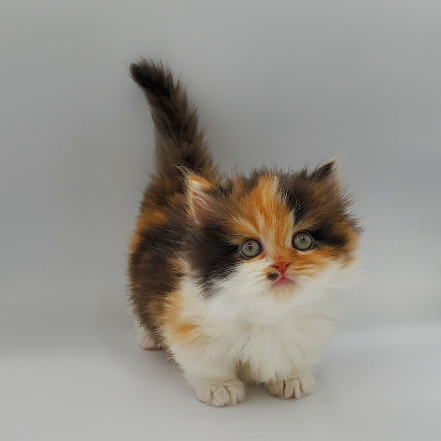 Calico Minuet Kitten