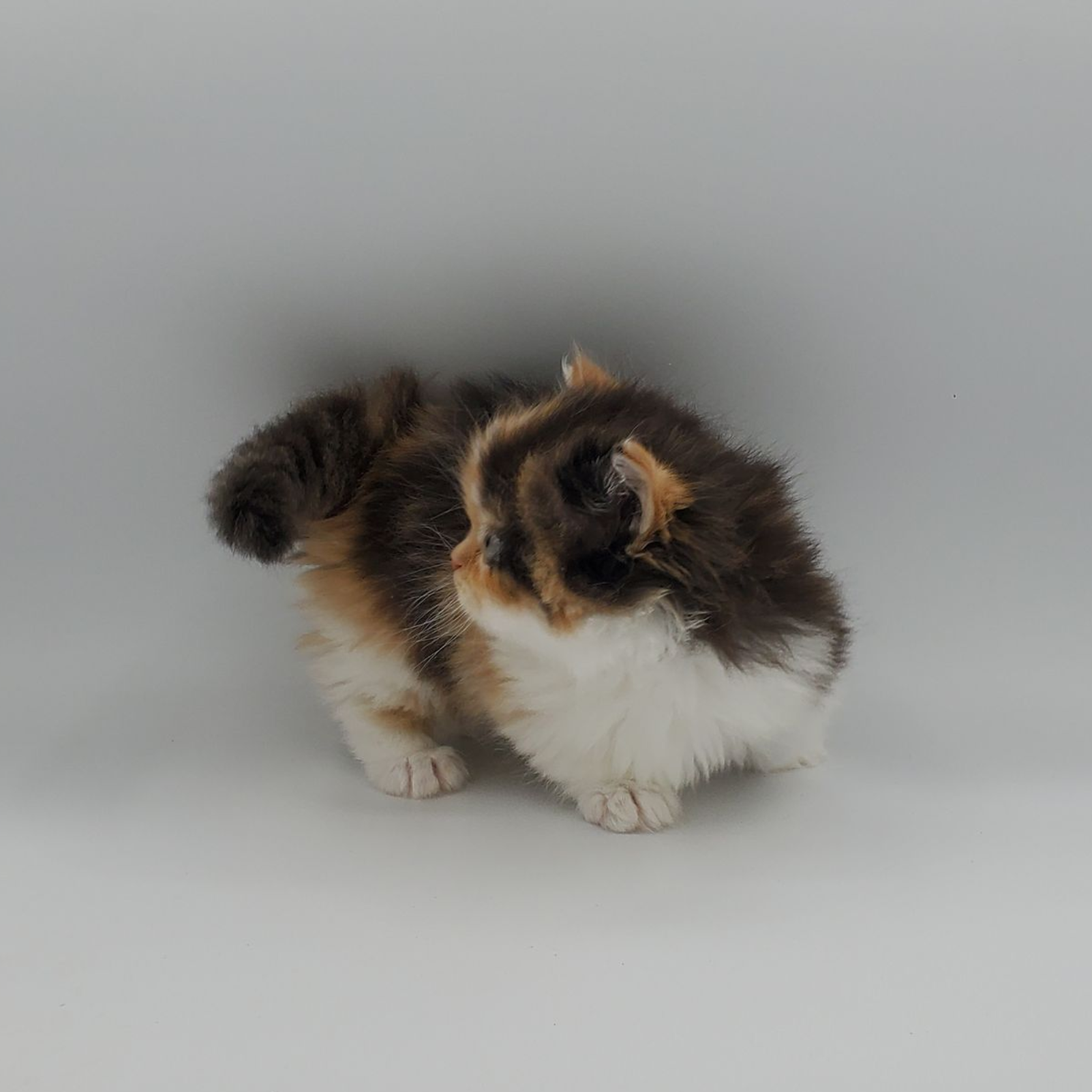 Calico Minuet Kitten looking to the left
