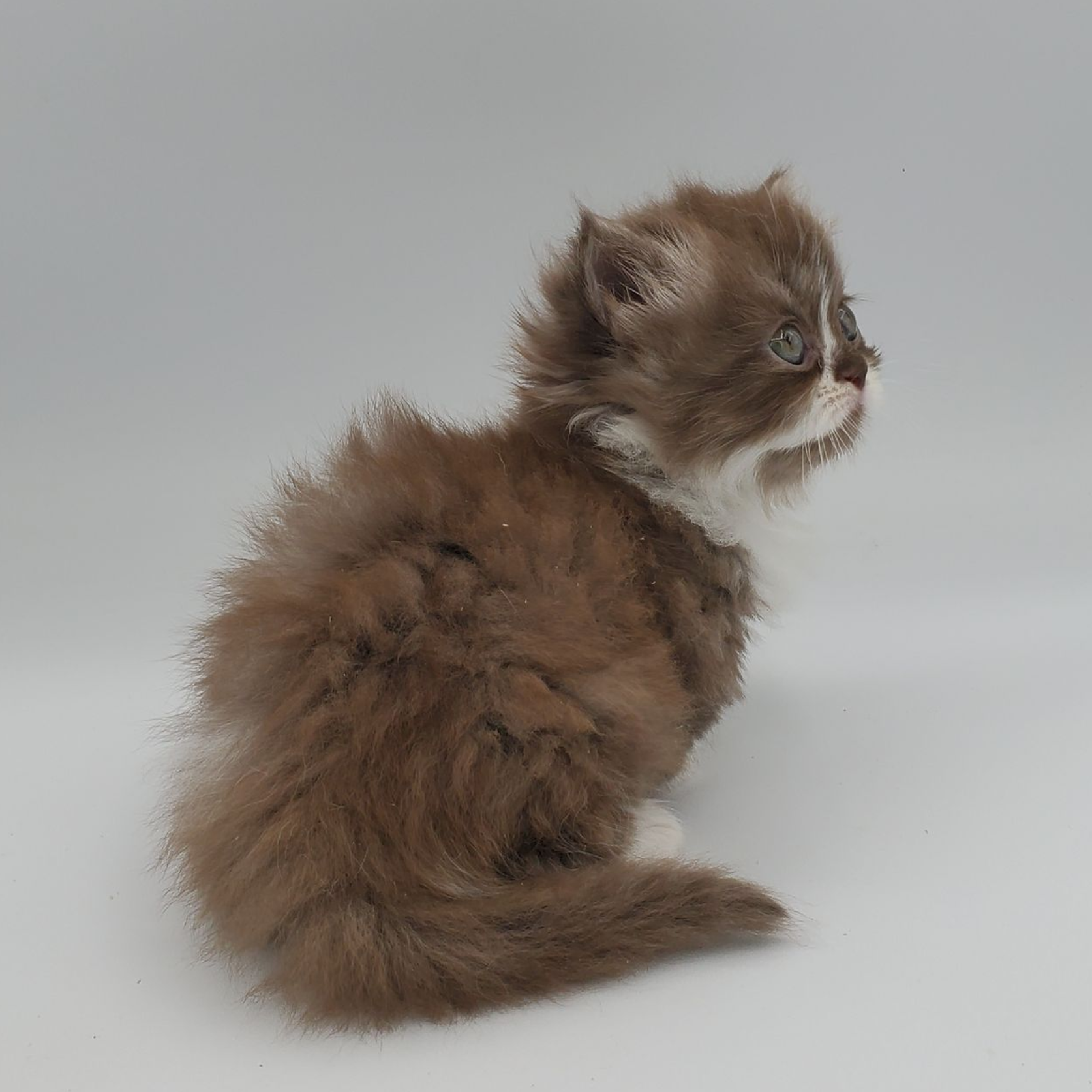Chocolate with white Minuet Kitten looking up